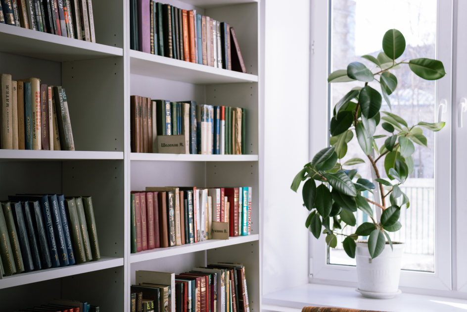 Houseplant next to a bookshelf